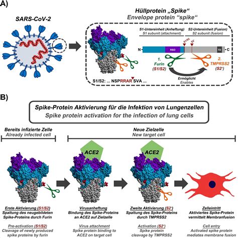 Infection Researchers Identify Starting Points For Sars Cov Vaccine