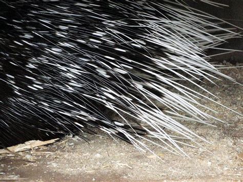 The North American Porcupines Quills Fur Hair And Tail Floofmania