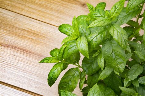 Peppermint Herb Free Stock Photo Public Domain Pictures