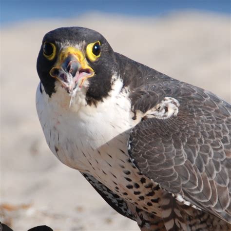 Peregrine Falcon At Santa Cruz Beach Stare John G Cramer Iii Flickr