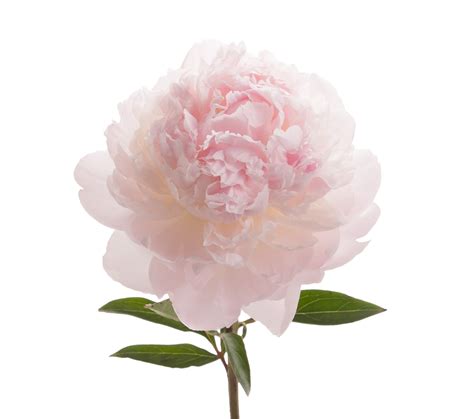 Peony and blush suede is a fresh leather, its slightly sweet but also very tart and has just the right amount of spice and pink floral notes to keep it interesting, the red apple provides the tart sweetness whilst the carnation gives a gentle hit of peppery spice, peony and rose help give some gentle floral nuances and suede finishes off the. Blush Peonies Flower May Delivery