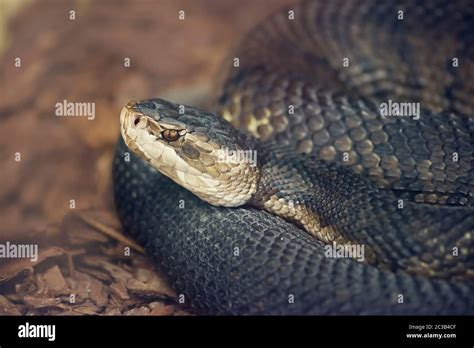 Florida Cottonmouth Or Water Moccasin Snake Close Up Stock Photo Alamy