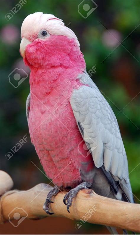 Cacatúa rosa Galah Rosakakadu Cacatoès rosalbin Parrot bird Pink cockatoo Galah cockatoo