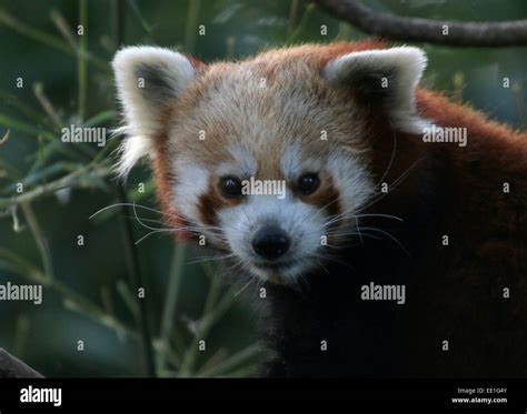 Asiatische Rote Panda Ailurus Fulgens In Einem Baum Auch Bekannt Als