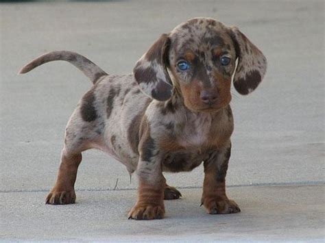Dünyanın en büyük fikir koleksiyonu olan pinterest'te, metisa adlı kullanıcının (metisa0270) neler keşfettiğini görün. Hond metis (39 foto's): beschrijving van gemengde rassen ...