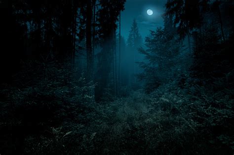 1500 Night Forest Pictures Download Free Images On Unsplash