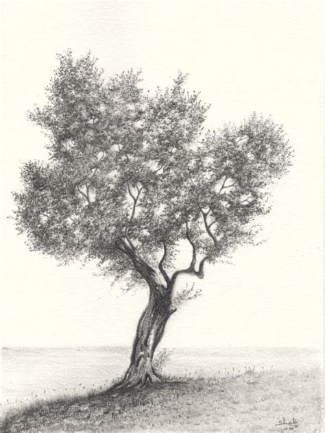 Olive Tree Pencil Drawing By Aakritiarts On Deviantart