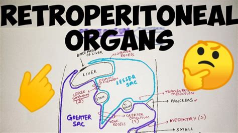 Retroperitoneal Organs Peritoneum Abdomen Anatomy Youtube