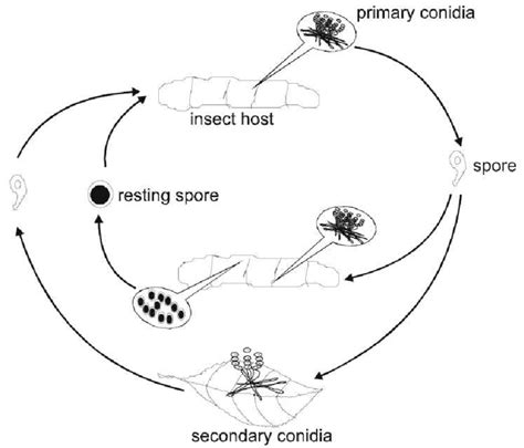 The Life Cycle Of Entomopathogenic Fungi From The Order