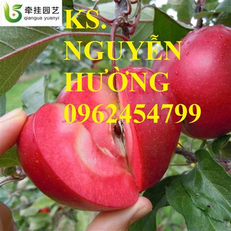 Tính ra, quả khế to 0,5kg có giá 150.000 đồng, còn. Bán - Giống cây táo tây (táo mỹ, táo đỏ), lê quả vàng, đào ...