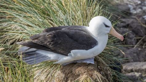 Albatroz De Sobrancelha Características Alimentação Habitat