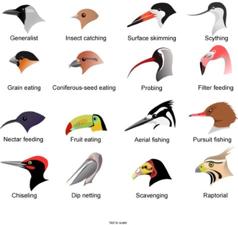 Bird Beaks Buffalo Museum Of Science