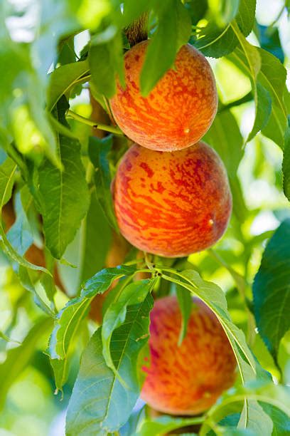 Georgia Peach Stock Photos Pictures And Royalty Free Images Istock