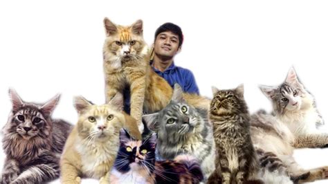 Maybe you would like to learn more about one of these? Kucing makin COMEL GEBU dan SIHAT lepas makan RESEPI ...