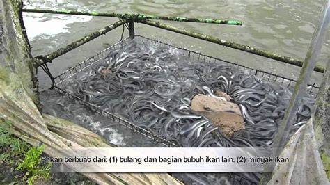 Yang penting belut tidak bisa keluar . Cara Ternak Belut Di Ember / Cara Budidaya Ikan Molly Di ...