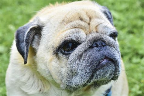 Cute Old Pug Feel Sleepy And Boring Beautiful Portrait Of A Pug Stock