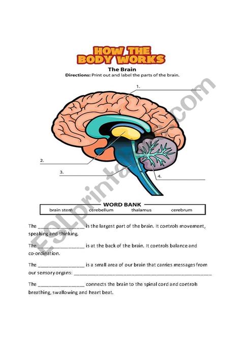 Parts Of The Brain Esl Worksheet By Iman Bendjedidi