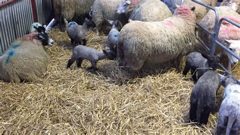 Pregnant Women Advised To Avoid Animals That Are Lambing Or Calving