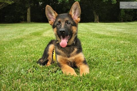 Enter your email address to receive alerts when we have new listings available for blue german shepherd puppies for sale uk. The Best Parrots In The World: German Shepherd Puppies For ...