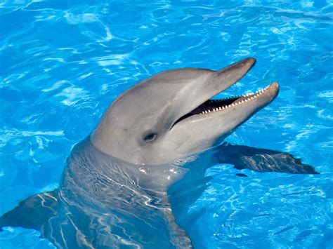 Fotografías De Carismáticos Delfines En El Oceano Galería De Imágenes