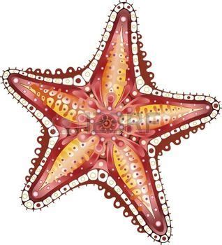 13 idées de Dessin étoile de mer | modèle de poisson, thème de la mer