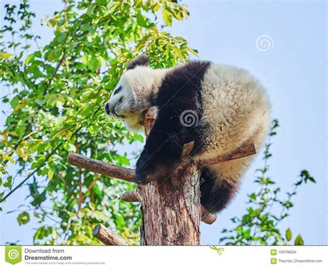 Cute Giant Panda Bear Cub In Zoo Stock Photo Image Of