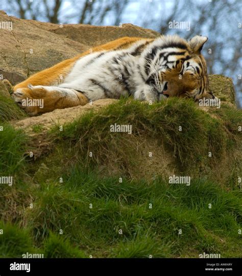 Sleepy Tiger Stock Photo Alamy