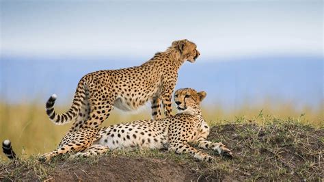 4 Day Tarangire Serengeti And Ngorongoro Tanzania Wildlife Safari