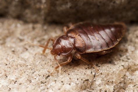 Why Bed Bugs Are A Huge Problem Aaa Pest Exterminators Inc