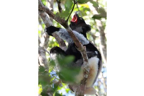 Madagascar Tours 2015 Highlights Apex Expeditions
