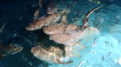 Shark Feeding At Sun Island Resort And Spa Maldives Youtube