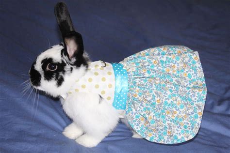 Blue Floral Harness Dress For Your Pet Rabbit Etsy Pet Rabbit