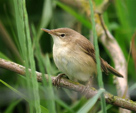 Hedgeland Tales Reed Warbler