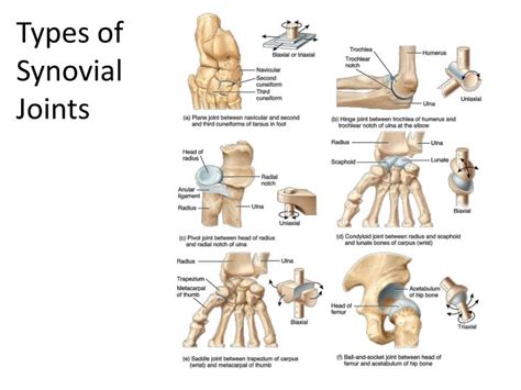Synovial Joints 6 Types
