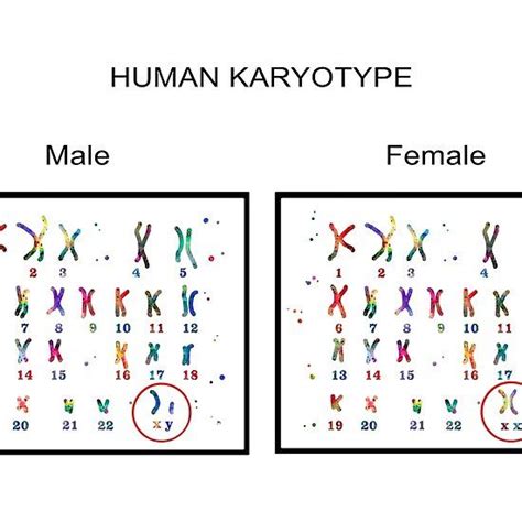 ‘human Karyotype Male And Female Chromosome By Rosaliartbook Chromosome Biology Lessons