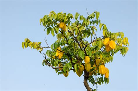 Star Fruit Tree