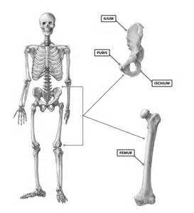 Right hip bone in situ & ex situ oriented obliquely to face the hip joint socket (acetabulum). CrossFit | Bones of the Hip & Pelvis