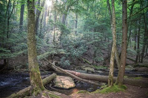 Camping And Hiking Weekend At Cook Forest State Park Pennsylvania