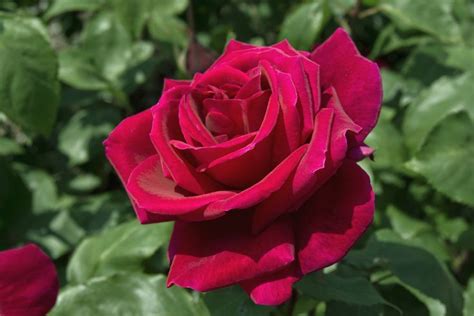 The Best Hybrid Tea Roses To Grow Hybrid Tea Roses Hybrid Tea Roses