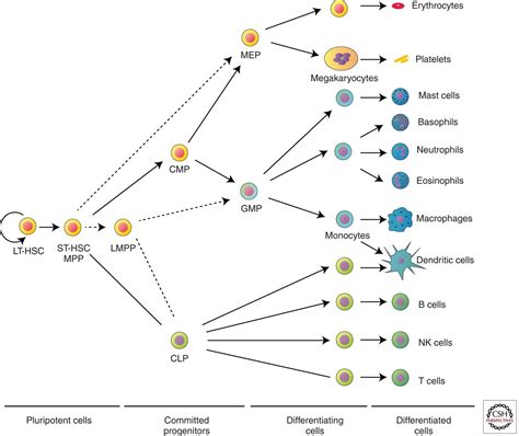 Erythropoiesis Development And Differentiation