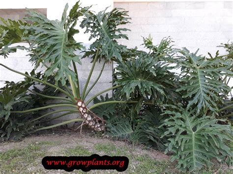 The philodendron hope selloum (philodendron bipinnatifidum), recently reclassified thaumatophyllum bipinnatifidum or the tree philodendron, is a hardy native of the tropical this plant does not do well in low light spaces. Philodendron selloum - How to grow & care