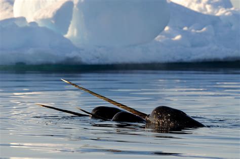 Narwhal Tusk Facts Did You Know Arctic Kingdom
