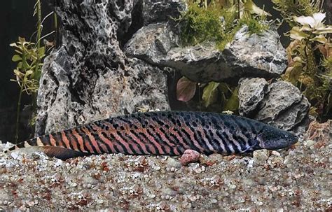Cachara E Sarapó é Peixe De água Doce