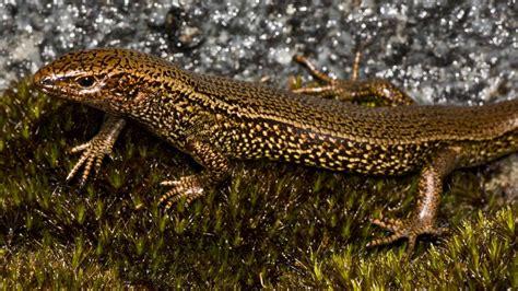 Have You Seen This Skink Rare Lizard Species Found In Southland May