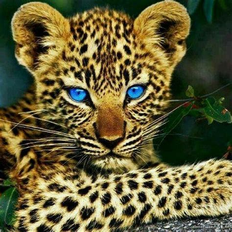 Such Amazingly Beautiful Eyes 💕 Big Cats Cats And Kittens Cute Cats