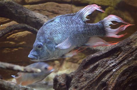 Fish Seeks Mate: 'Gorgeously Ugly' Fish Near Extinct ...