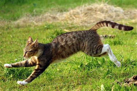 How Fast Can A Cat Run Facts And Faq Pet Keen