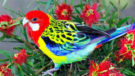 Free download lovely hd wallpapers of parakeet bird best. Beautiful Wallpapers for Desktop: Beautiful Birds HD ...