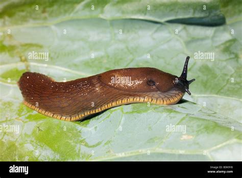 European Black Slug Arion Ater Stock Photo Alamy