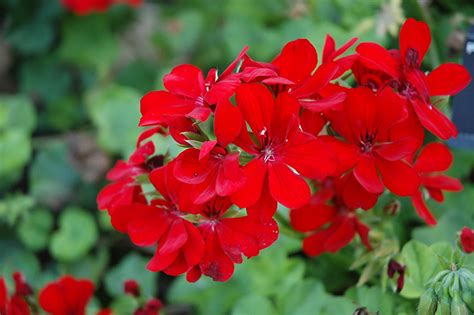 Брюс уиллис, джон малкович, морган фриман и др. Precision Scarlet Red Ivy Leaf Geranium (Pelargonium ...
